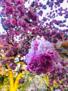 二条城×ネイキッド 二条城夏まつり2021に投稿された画像（2021/4/8）