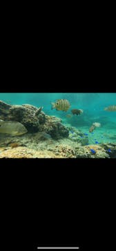 青の洞窟専門店　沖縄ダイビングショップ和に投稿された画像（2021/4/9）