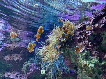 サンシャイン水族館に投稿された画像（2021/4/9）