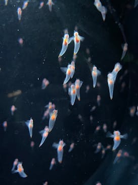 サンシャイン水族館に投稿された画像（2021/4/9）