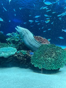 サンシャイン水族館に投稿された画像（2021/4/9）