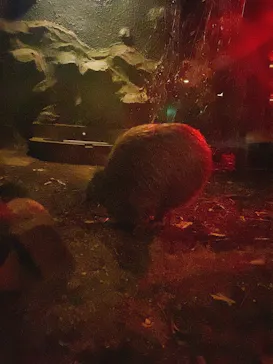 天王寺動物園に投稿された画像（2021/4/9）