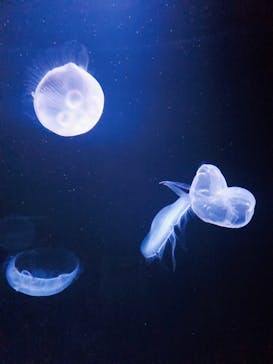 サンシャイン水族館に投稿された画像（2021/4/9）