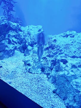 サンシャイン水族館に投稿された画像（2021/4/9）