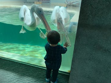 大分マリーンパレス水族館 「うみたまご」に投稿された画像（2021/4/9）