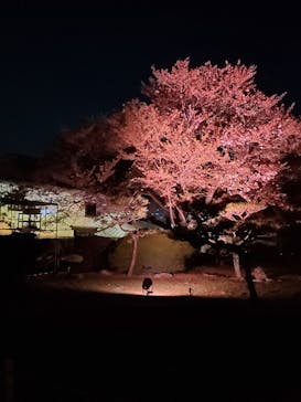 姫路城（イベント）に投稿された画像（2021/4/9）