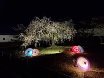 姫路城（イベント）に投稿された画像（2021/4/9）