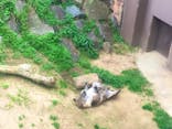 天王寺動物園に投稿された画像（2021/4/9）