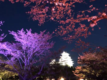 姫路城（イベント）に投稿された画像（2021/4/9）