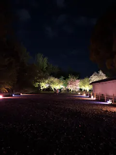 Naked Flowers 21 ー桜ー 世界遺産 二条城 口コミ一覧 アソビュー