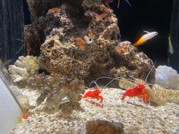 しながわ水族館に投稿された画像（2021/4/9）