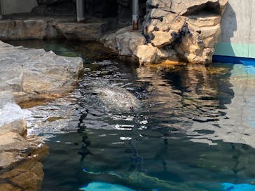 しながわ水族館に投稿された画像（2021/4/9）