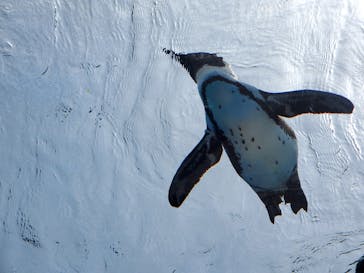 サンシャイン水族館に投稿された画像（2021/4/10）