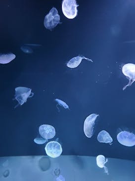 サンシャイン水族館に投稿された画像（2021/4/10）