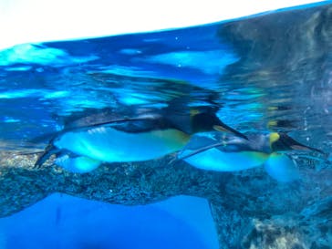 横浜・八景島シーパラダイスに投稿された画像（2021/4/10）