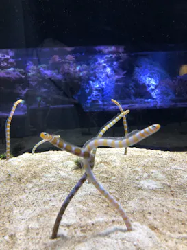 すみだ水族館に投稿された画像（2021/4/10）