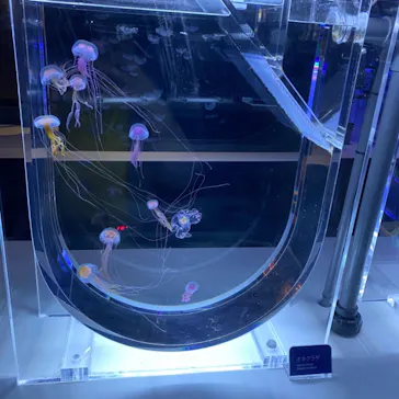 すみだ水族館に投稿された画像（2021/4/10）