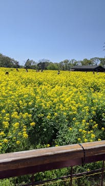 成田ゆめ牧場に投稿された画像（2021/4/10）