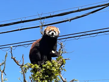 天王寺動物園に投稿された画像（2021/4/10）