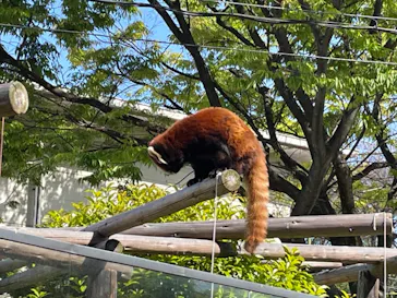 天王寺動物園に投稿された画像（2021/4/10）