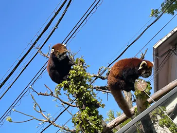 天王寺動物園に投稿された画像（2021/4/10）