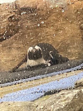 マクセル アクアパーク品川に投稿された画像（2021/4/10）