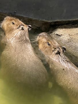 マクセル アクアパーク品川に投稿された画像（2021/4/10）