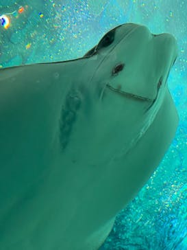 マクセル アクアパーク品川に投稿された画像（2021/4/10）