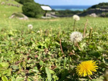 今帰仁城跡に投稿された画像（2021/4/10）