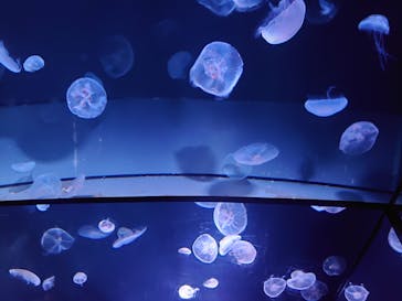 サンシャイン水族館に投稿された画像（2021/4/10）