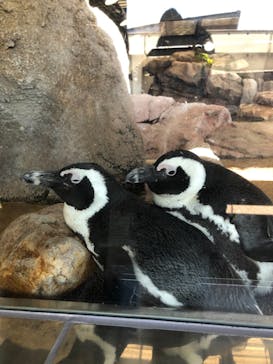 京都水族館に投稿された画像（2021/4/10）