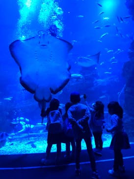 京都水族館に投稿された画像（2021/4/10）