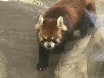 天王寺動物園に投稿された画像（2021/4/10）