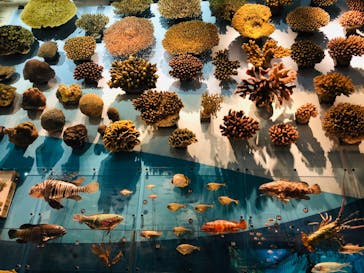 国立科学博物館に投稿された画像（2021/4/10）