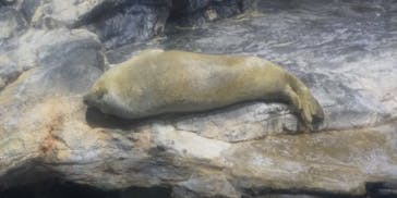 アクアワールド茨城県大洗水族館に投稿された画像（2021/4/10）