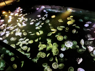 すみだ水族館に投稿された画像（2021/4/10）