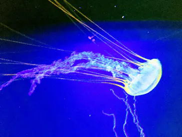 すみだ水族館に投稿された画像（2021/4/10）