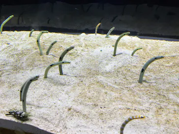 すみだ水族館に投稿された画像（2021/4/10）