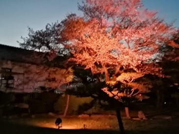 姫路城（イベント）に投稿された画像（2021/4/10）