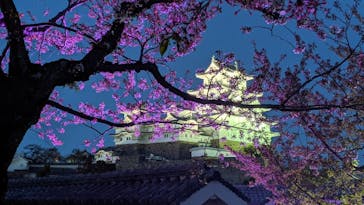 姫路城（イベント）に投稿された画像（2021/4/10）