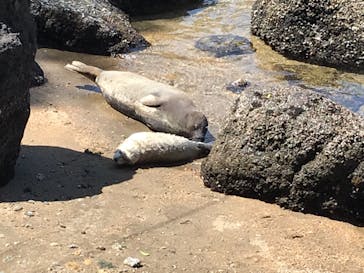 伊豆・三津シーパラダイスに投稿された画像（2021/4/11）