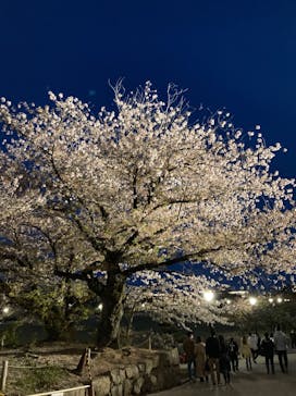 姫路城（イベント）に投稿された画像（2021/4/11）