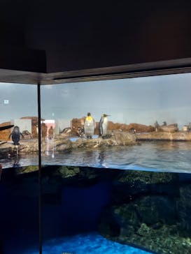 マクセル アクアパーク品川に投稿された画像（2021/4/11）