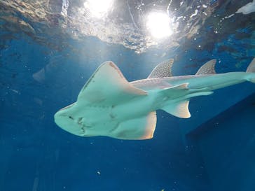 マクセル アクアパーク品川に投稿された画像（2021/4/11）