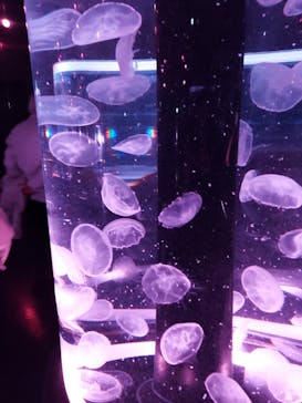 マクセル アクアパーク品川に投稿された画像（2021/4/11）