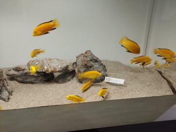 マクセル アクアパーク品川に投稿された画像（2021/4/11）