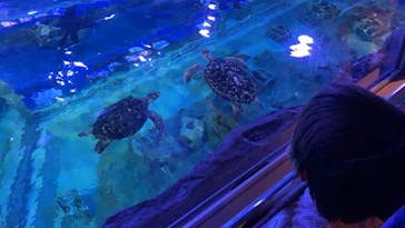 しながわ水族館に投稿された画像（2021/4/11）