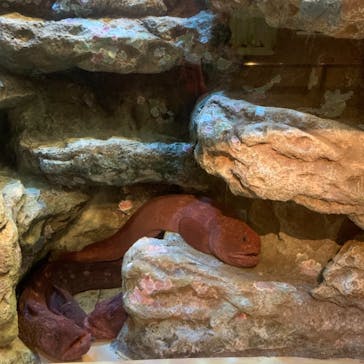 しながわ水族館に投稿された画像（2021/4/11）