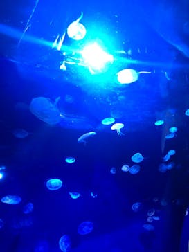 サンシャイン水族館に投稿された画像（2021/4/11）