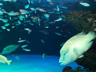 サンシャイン水族館に投稿された画像（2021/4/11）